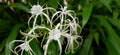 White Spider Lily Hymenocallis speciosa Royalty Free Stock Photo